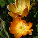 Cactus Flower (5747)