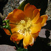 Cactus Flower (5748)