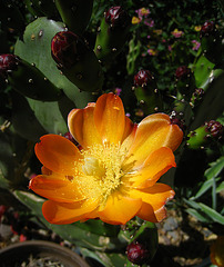 Cactus Flower (5749)