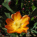 Cactus Flower (5749)