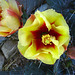 Cactus Flowers (5657)