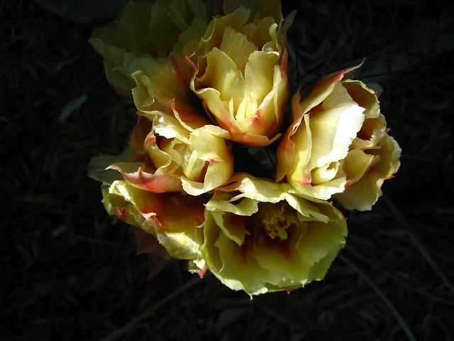 Cactus Flowers (5658)