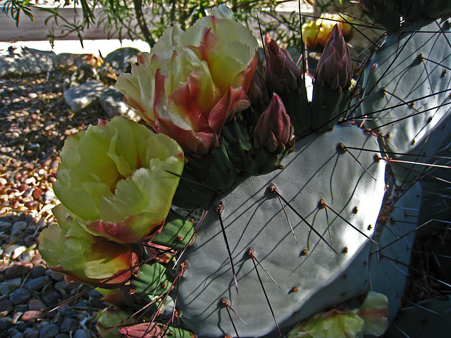 Cactus Flowers (5659)