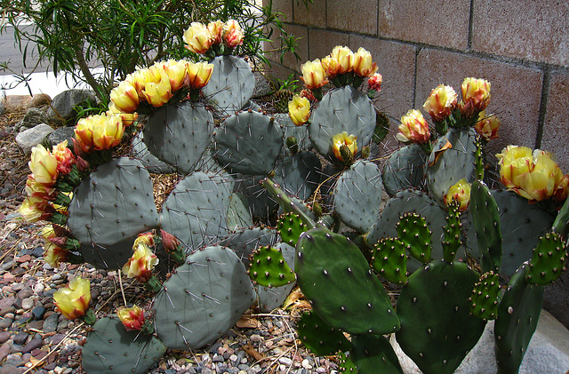 Cactus Flowers (5660)