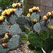 Cactus Flowers (5660)