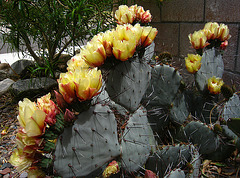 Cactus Flowers (5661)