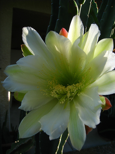 Cereus Flower (5759)