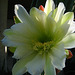 Cereus Flower (5759)