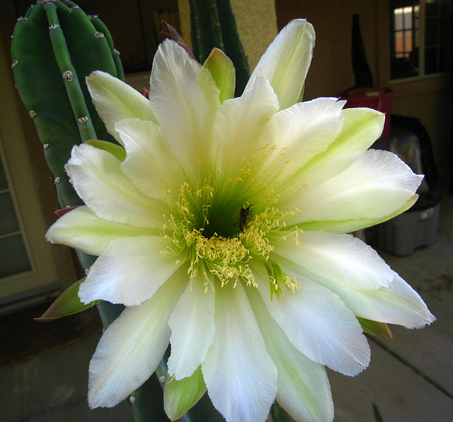 Cereus Flower (5760)