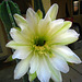 Cereus Flower (5760)