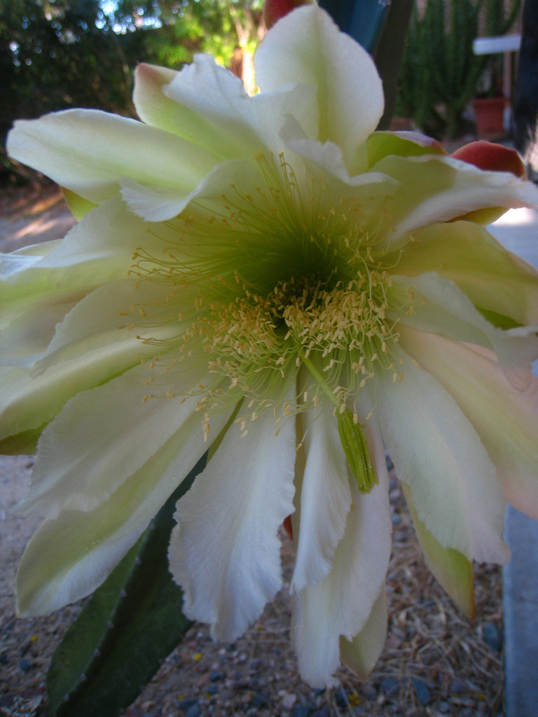 Cereus Flower (5761)