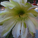 Cereus Flower (5761)
