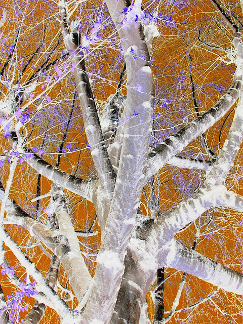 Bouleau et ciel bleu /  Silver birch and blue sky - Négatif aux couleurs ravivées