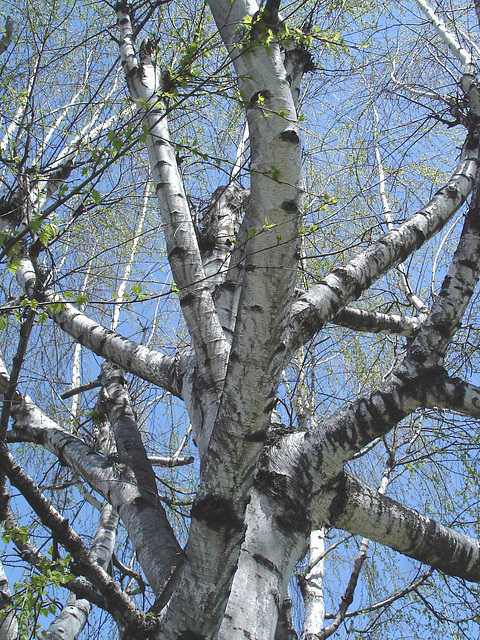 Bouleau et ciel bleu /  Silver birch and blue sky - 23 avril 2010