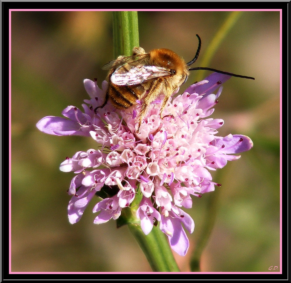 Bzzz...