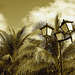 Lampadaires / palmiers / nuages -  Street lamps / palm trees / clouds - Varadero, CUBA.  3 février 2010 - Sepia pur