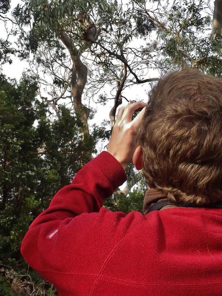 Otway koala being stalked