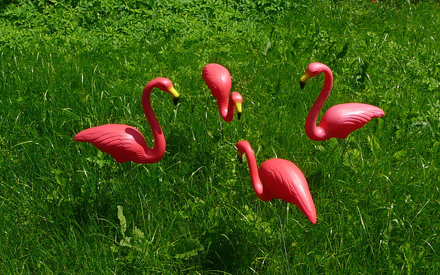 Flamingos -