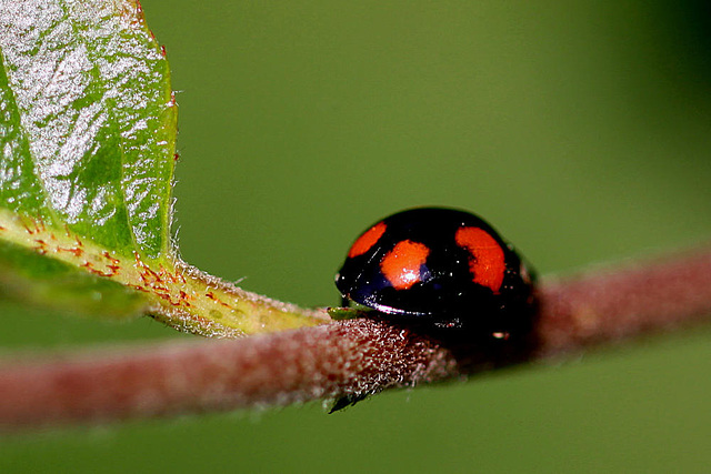 20100522 4162Mw [D~LIP] Zweipunkt-Marienkäfer (Adalia bipunctata), Bad Salzuflen