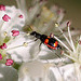 20100522 4171Mw [D~LIP] Gebänderter Warzenkäfer (Anthocomus fasciatus), Bad Salzuflen