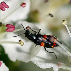 20100522 4187Mw [D~LIP] Gebänderter Warzenkäfer (Anthocomus fasciatus), Bad Salzuflen