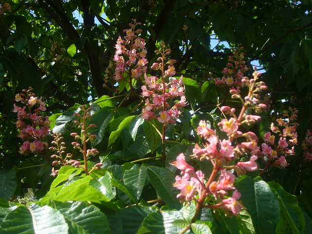 Kastanienblüten in rosa