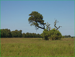 Elderberry bush with pine crown