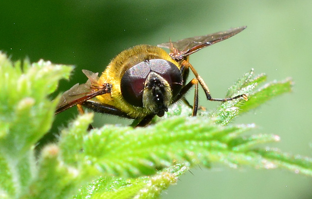 Hoverfly head on!