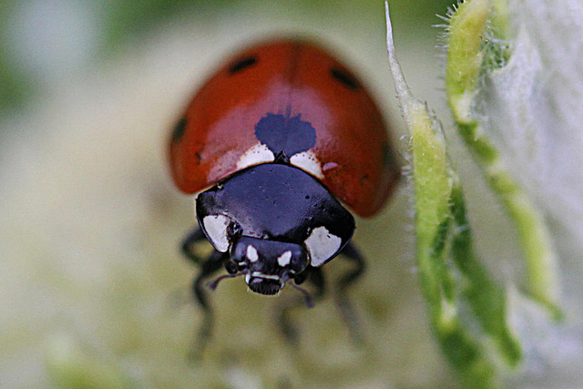 20100624 6091Mw [D~LIP] Siebenpunkt-Marienkäfer, Bad Salzuflen