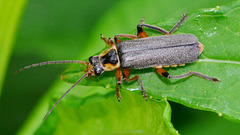 Soldier Beetle.