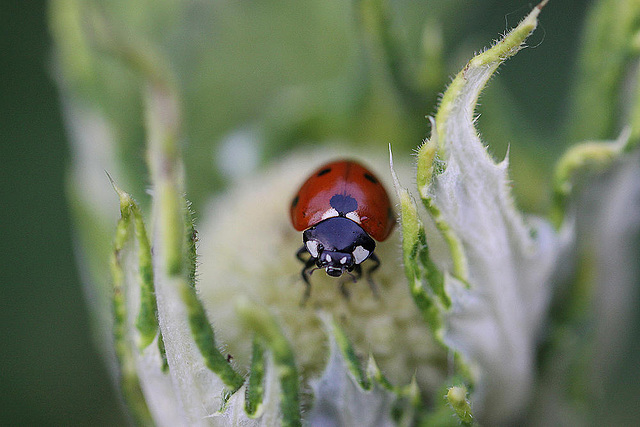 20100624 6092Mw [D~LIP] Siebenpunkt-Marienkäfer, Bad Salzuflen