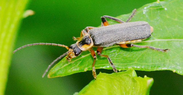 Soldier Beetle.