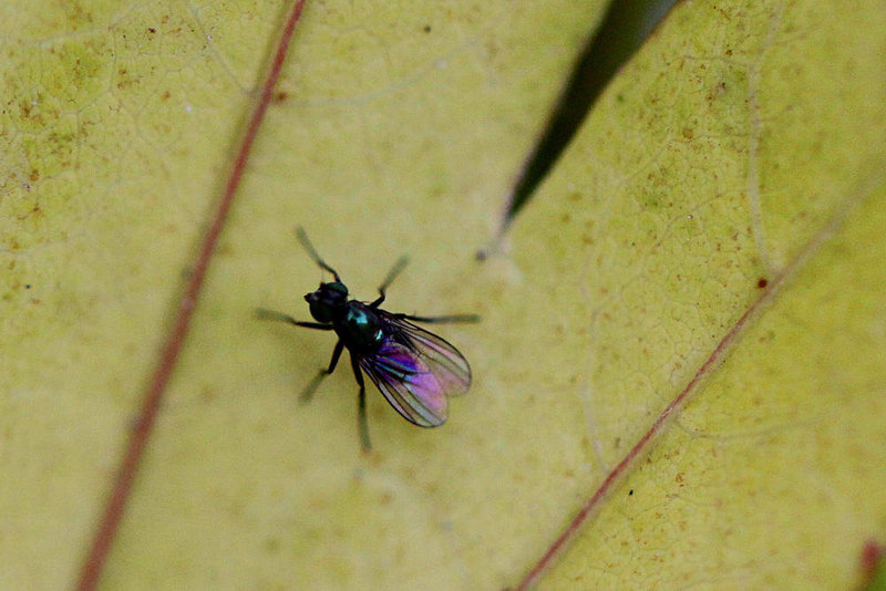 20100624 6093Mw [D~LIP] Langbeinfliege (Dolichopus agg), Bad Salzuflen