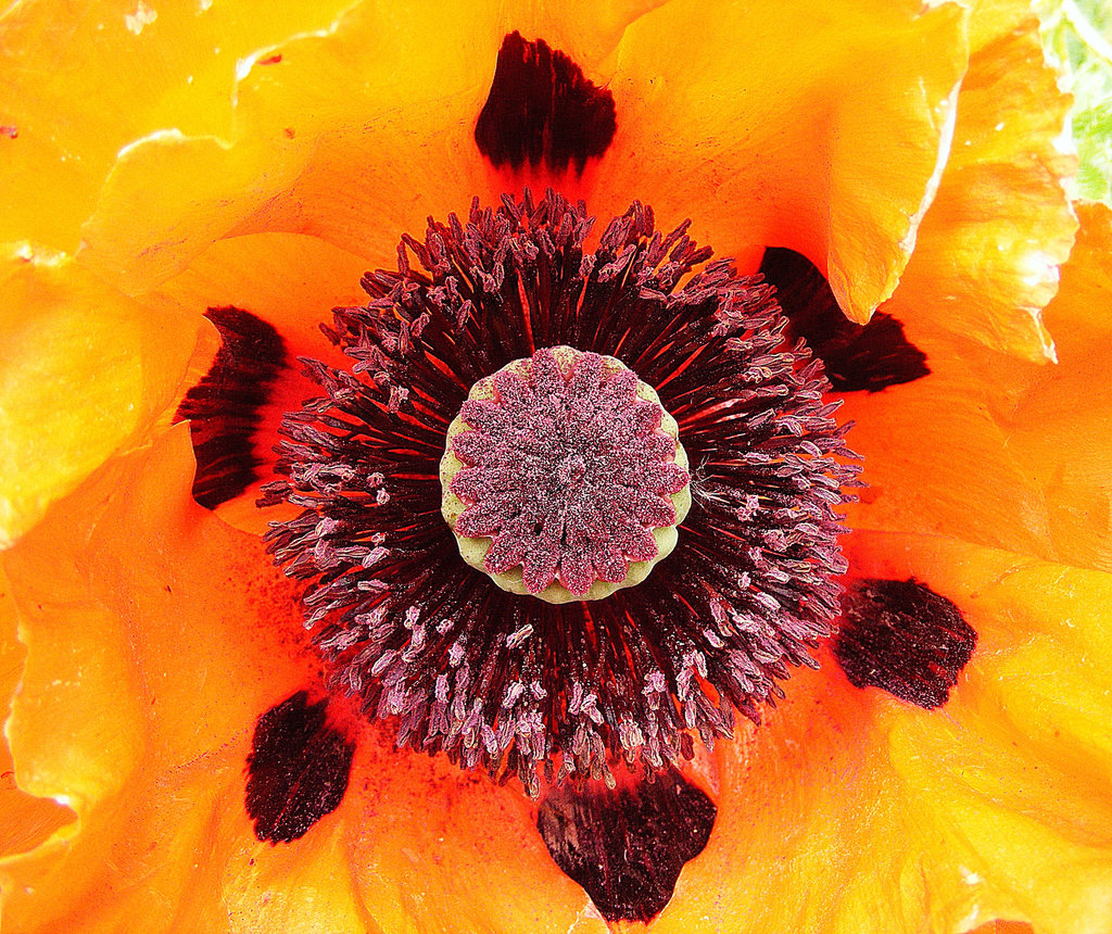 Heart of a poppy