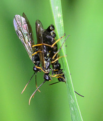 Sawflies.....a threesome!