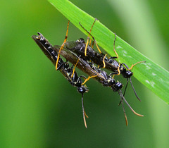 Sawflies.....a threesome!