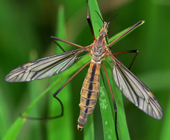 Cranefly.Tipula Maxima