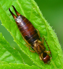 Common Earwig. Forficula auricularia