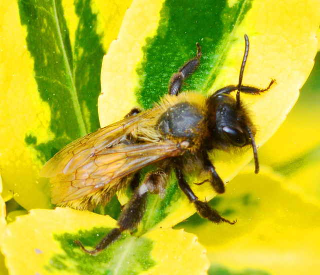 Bee