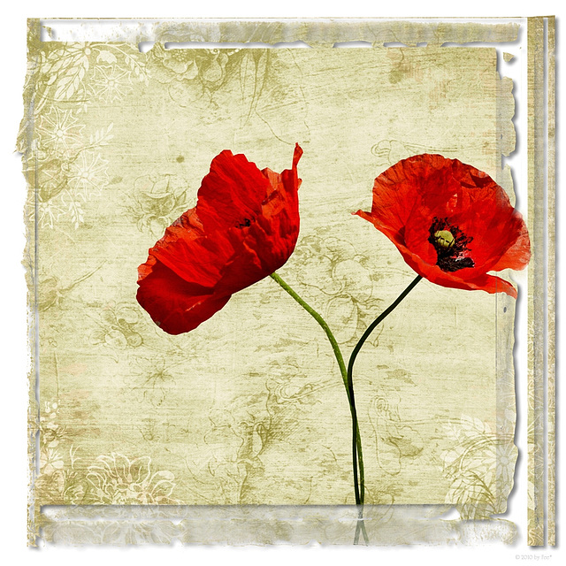 Mohn