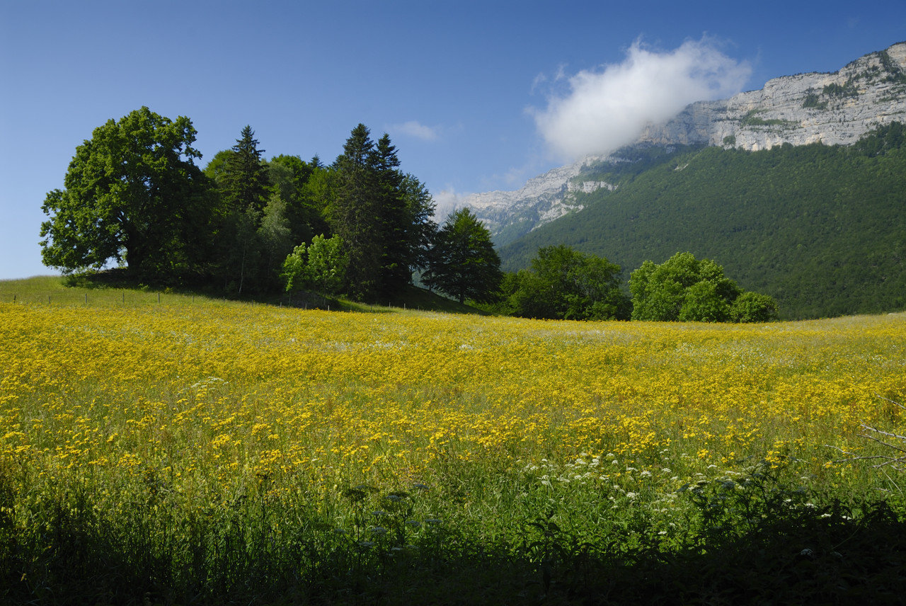 Summer in the mountains