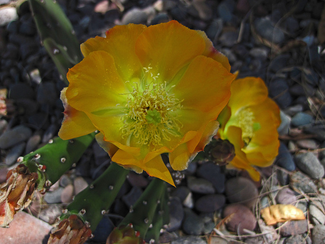 Cactus Flower (0795)