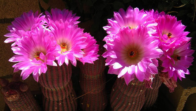 Cactus Flowers (5800)