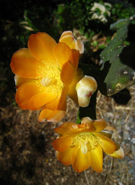 Cactus Flowers (5801)