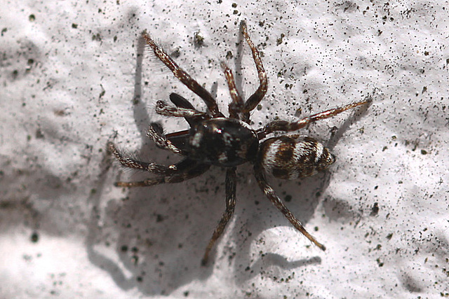 20100622 6017Mw [D~LIP] Zebra-Springspinne (Salticus scenicus), Bad Salzuflen