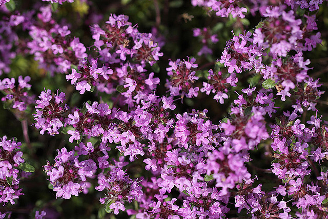 20100601 4817Mw [D~LIP] Thymian, Bad Salzuflen