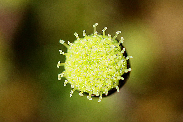 20100601 4818Mw [D~LIP] Mattgrünes Fiederpolster, Bad Salzuflen