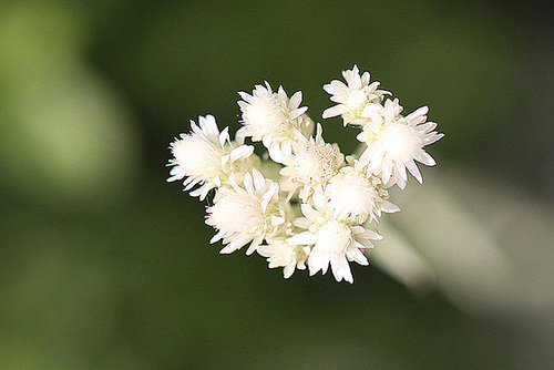 20100601 4819Mw [D~LIP] Katzenpfötchen (Antennaria dioica), Bad Salzuflen