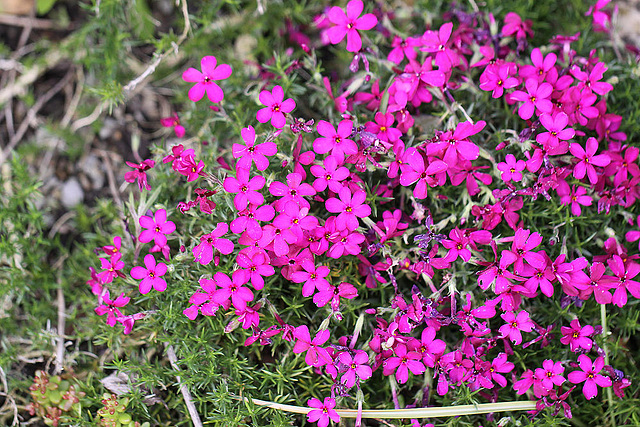 20100601 4822Mw [D~LIP] Garten-Leimkraut, Bad Salzuflen