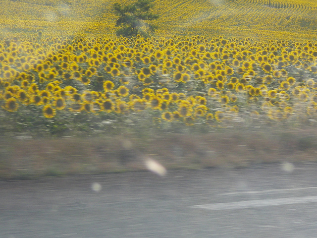 Tournesols.